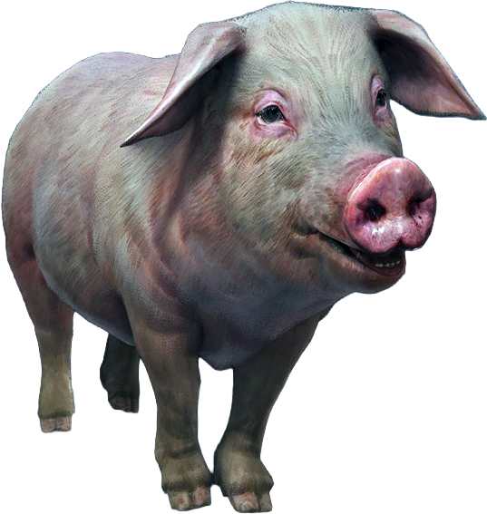 File:ACBFR DB Farm Pig.png