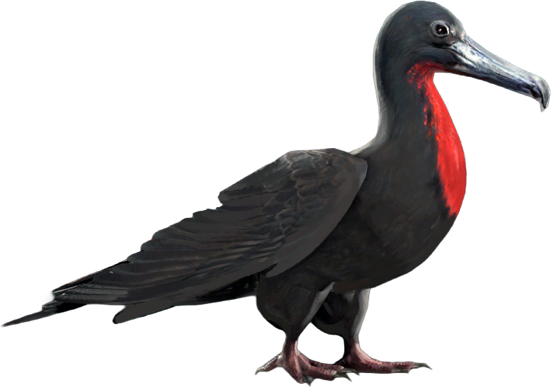File:ACBFR DB Frigatebird.png