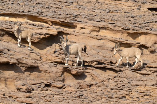 File:DTA Leopards of Arabia 2.png