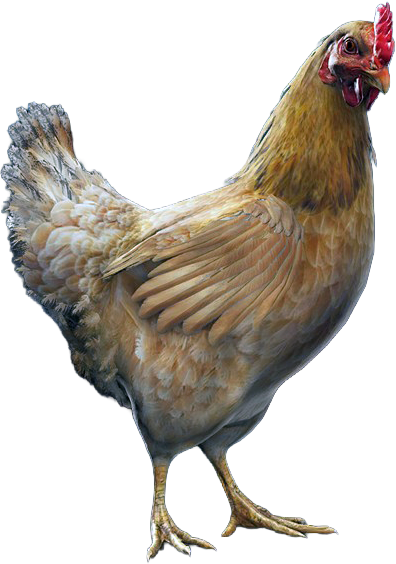 File:ACBFR DB Chicken.png