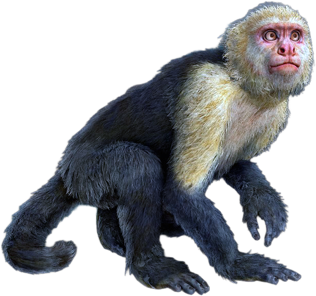 File:ACBFR DB Capuchin Monkey.png