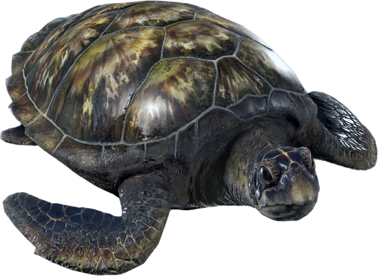 File:ACBFR DB Turtle.png