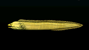 GreenMorayEelACP.png