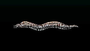 SpottedMorayEelACP.png