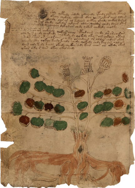 File:ACBFR DB Voynich Manuscript - Folio 34v.webp