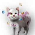 Spring Bobtail