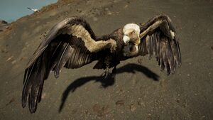 ACOd-vulture.jpg