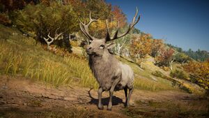 ACOd-deer1.jpg