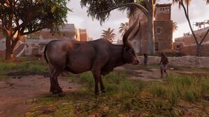 Cow-origins.jpg