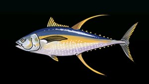 YellowfinTunaACP.png
