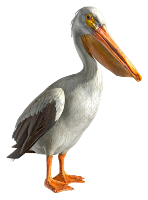 ACBFR DB Pelican.webp