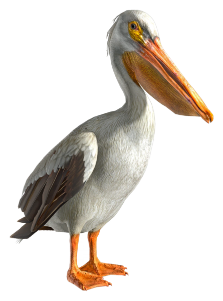 File:ACBFR DB Pelican.webp