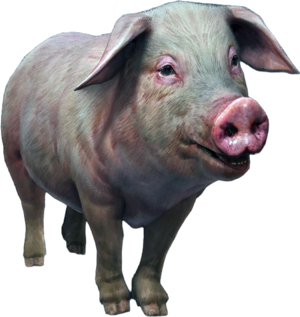 ACBFR DB Farm Pig.png
