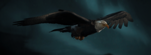 ACV Sýnin Bald eagle.png
