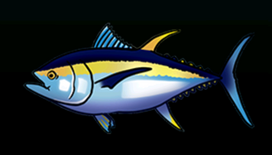 BigEyeTunaACP.png