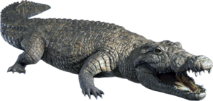 ACBFR DB Crocodile.png