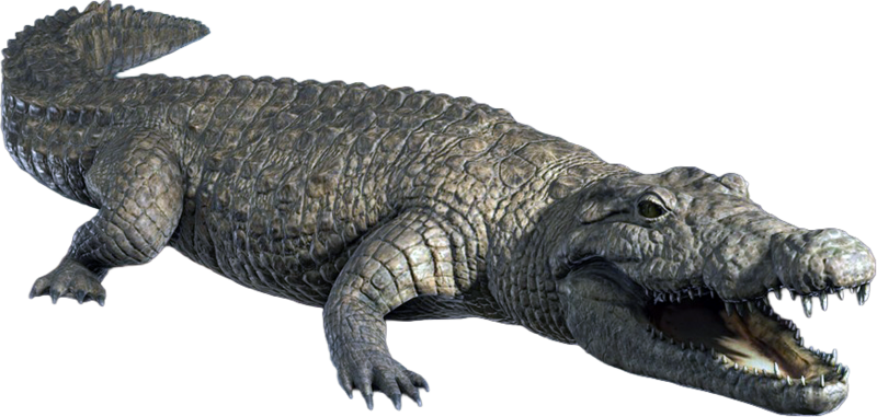 File:ACBFR DB Crocodile.png