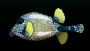 SmoothTrunkfishACP.png