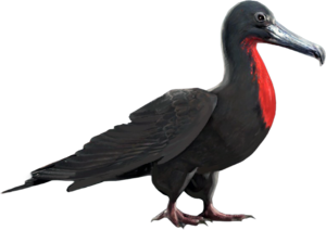 ACBFR DB Frigatebird.png