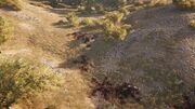 The escaped lioness