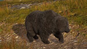ACOd-bear.jpg