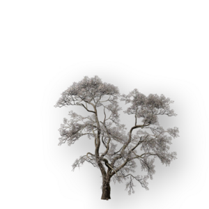 ACSH Hideout Elegant Sakura Tree.png