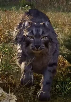 ACV Elder Lynx.jpg
