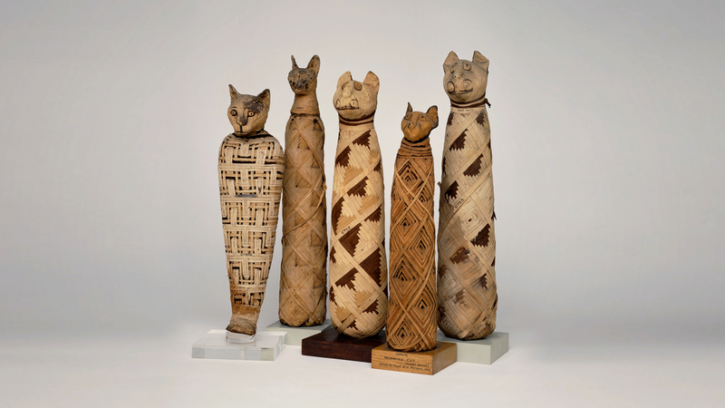 File:DTAE - Cat Mummies.png