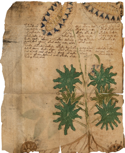 File:ACBFR DB Voynich Manuscript - Folio 33v.webp