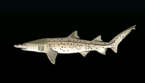 SandTigerSharkACP.png