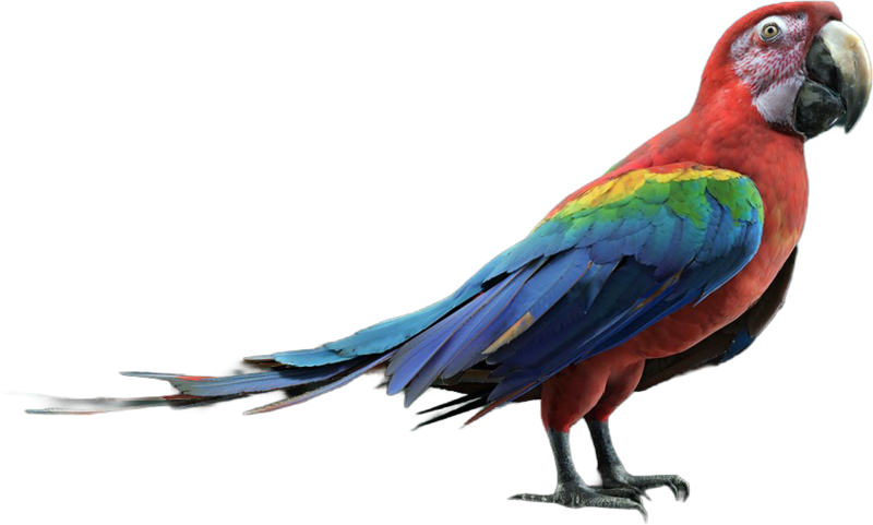 File:ACBFR DB Parrot.png