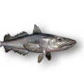 Silver Hake (Merluccius bilinearis)