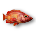 Acadian redfish (Sebastes fasciatus)