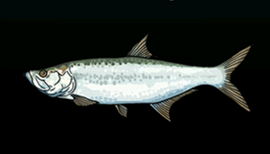 TarponACP.png