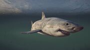 The great shark of the Fisherman's Bay