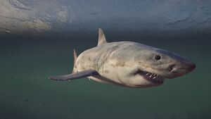 ACOd-Lesbos-FishermansBay-alphashark.jpg