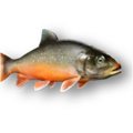 Arctic char (Alvelinus alpinus)
