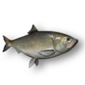 Allis Shad (Alosa alosa)