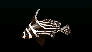 SpottedDrumACP.png