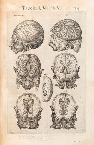 AC2 - Valverde's Anatomia, 1560.jpg
