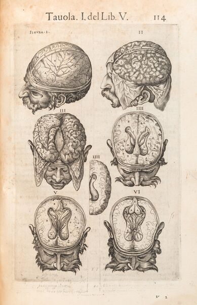 File:AC2 - Valverde's Anatomia, 1560.jpg