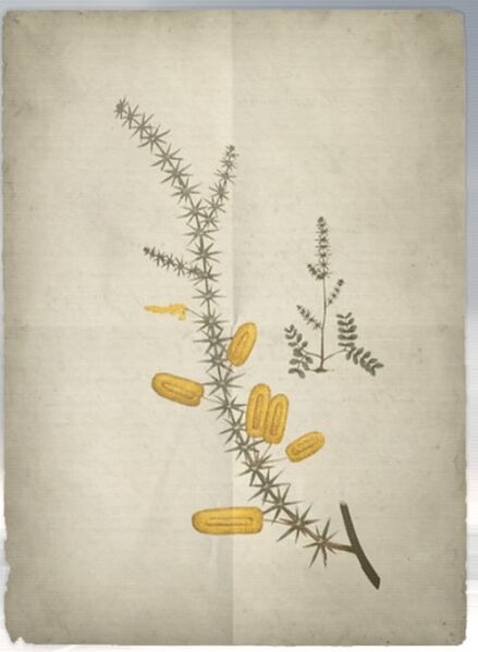 File:ACS DB Mimosa.jpg