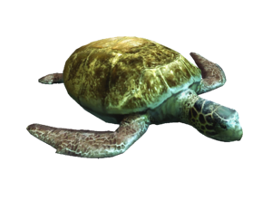 AC4DB - Turtle.png