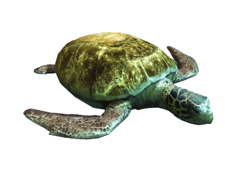 File:AC4DB - Turtle.png