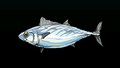 Thumbnail for version as of 00:14, 23 January 2026