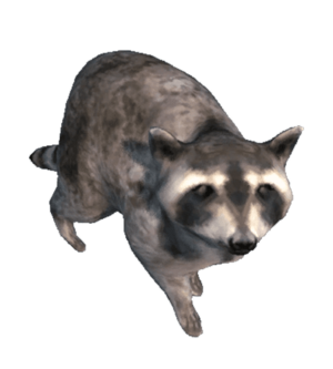AC3 DB Raccoon.png