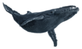 Thumbnail for version as of 23:56, 1 August 2026