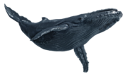 Animus EGO Database image