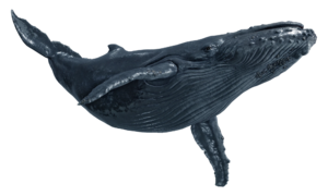 ACBFR DB Humpback Whale.webp