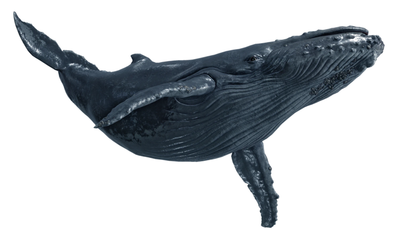 File:ACBFR DB Humpback Whale.webp